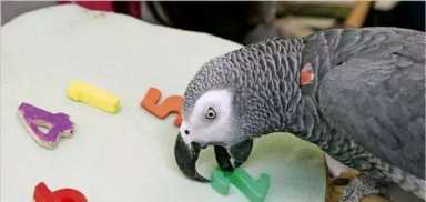 菜鸟是什么意思,菜鸟是什么意思网络流行语言