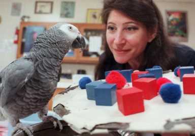 菜鸟是什么意思,菜鸟是什么意思网络流行语言