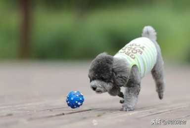 现在做宠物店赚钱吗,开个宠物店赚钱吗