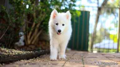 现在做宠物店赚钱吗,开个宠物店赚钱吗