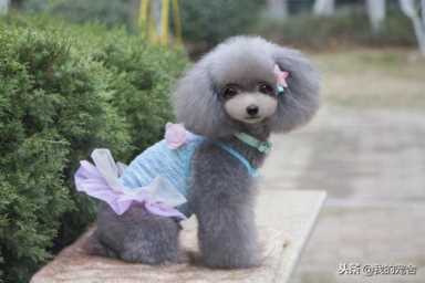 现在做宠物店赚钱吗,开个宠物店赚钱吗