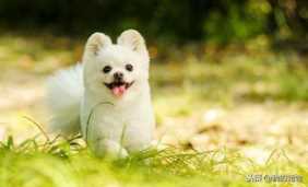 现在做宠物店赚钱吗,开个宠物店赚钱吗