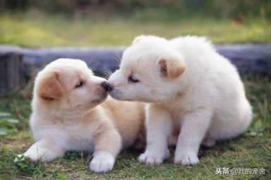 现在做宠物店赚钱吗,开个宠物店赚钱吗