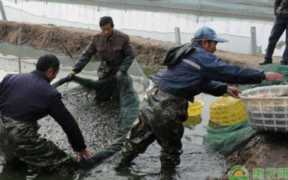 泥鳅养殖利润怎么样？泥鳅养殖利润分析