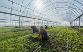 大棚蔬菜种植利润怎么样？大棚蔬菜种植利润分析