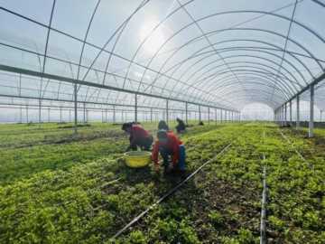 大棚蔬菜种植利润怎么样？大棚蔬菜种植利润分析