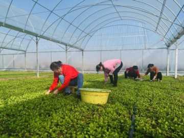 大棚蔬菜种植利润怎么样？大棚蔬菜种植利润分析