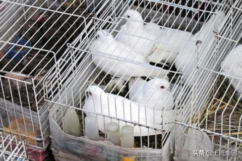 肉鸽养殖的成本和利润？肉鸽养殖有哪些优势？