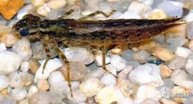 蜻蜓幼虫水虿长什么样？蜻蜓幼虫图片