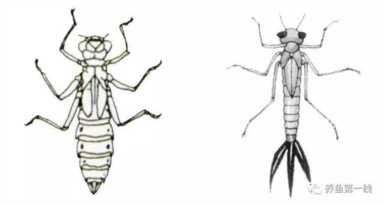 蜻蜓幼虫水虿长什么样？蜻蜓幼虫图片