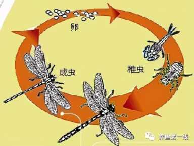 蜻蜓幼虫水虿长什么样？蜻蜓幼虫图片
