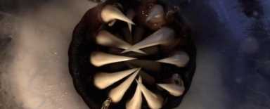 草莓是蚯蚓变得吗,草莓是蚯蚓生长的吗