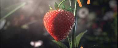 草莓是蚯蚓变得吗,草莓是蚯蚓生长的吗