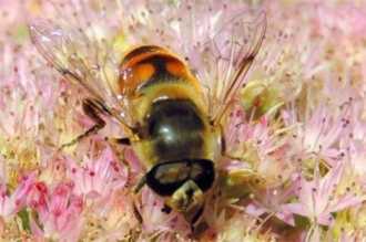 有哪些昆虫属于益虫,益虫有哪些昆虫