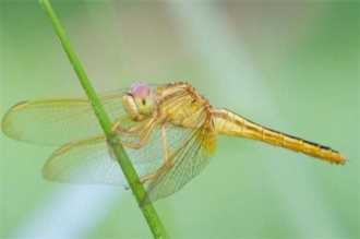 有哪些昆虫属于益虫,益虫有哪些昆虫