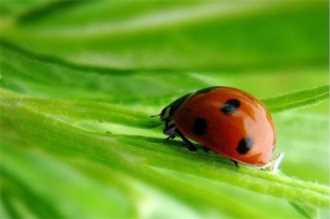 有哪些昆虫属于益虫,益虫有哪些昆虫