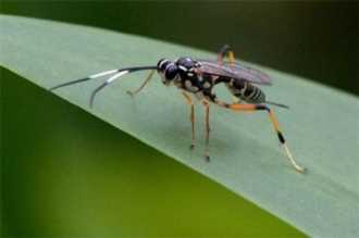 有哪些昆虫属于益虫,益虫有哪些昆虫