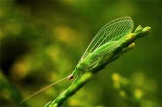 有哪些昆虫属于益虫,益虫有哪些昆虫