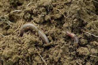 有哪些昆虫属于益虫,益虫有哪些昆虫