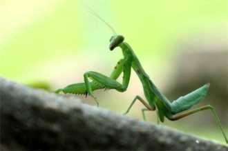 有哪些昆虫属于益虫,益虫有哪些昆虫