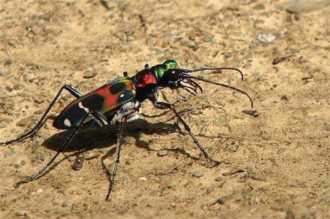 有哪些昆虫属于益虫,益虫有哪些昆虫