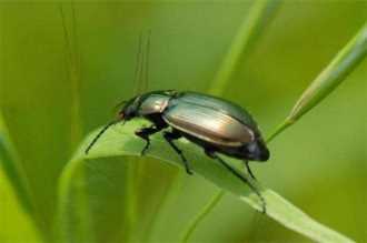 有哪些昆虫属于益虫,益虫有哪些昆虫