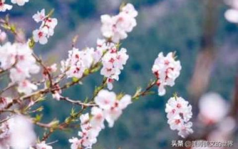 吹面不寒杨柳风的上一句是什么（吹面不寒杨柳风的上一句是什么志南和尚）