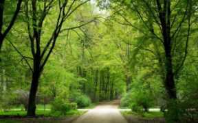 阴阴夏木啭黄鹂上一句（阴阴夏木啭黄鹂的阴阴的意思）