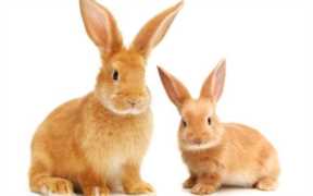 适合农村的小型养殖（小型养殖什么最赚钱农村）