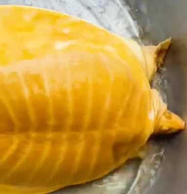 黄金鳖长什么样子（黄金鳖吃什么东西）