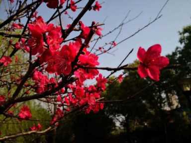网络文明志愿宣言（网络文明志愿宣言100字）