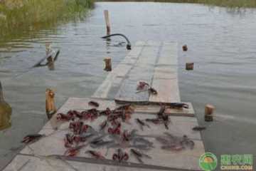 养殖龙虾一亩利润多少（小龙虾养殖一亩利润多少）