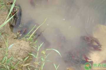 养殖龙虾一亩利润多少（小龙虾养殖一亩利润多少）