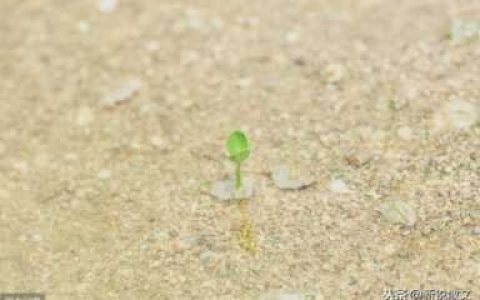 干农活的经典句子（女人干农活的经典话语）