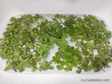 薄荷叶泡水（薄荷叶泡水用开水还是温水）