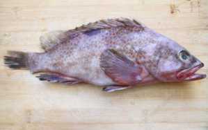 石斑鱼的禁忌（石斑鱼的功效与作用禁忌）