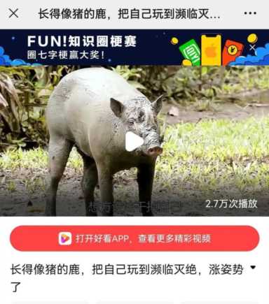 长颈鹿是鹿吗(长颈是鹿类生物)插图1 长颈鹿是鹿吗(长颈是鹿类生物)