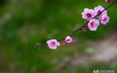 春天刮什么风（春天刮什么风最冷）