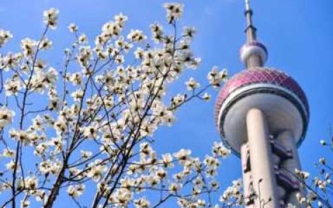 家里种什么果树招财（家里种什么树比较好）