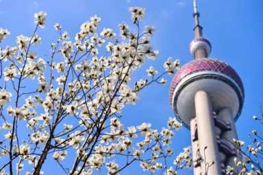 家里种什么果树招财（家里种什么树比较好）