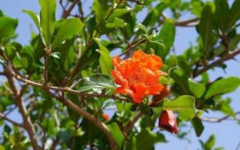石榴花的样子（怎么形容石榴花的样子）