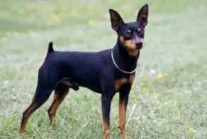 长颈鹿是鹿吗(长颈是鹿类生物)插图5 长颈鹿是鹿吗(长颈是鹿类生物)