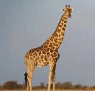 长颈鹿是鹿吗(长颈是鹿类生物)插图3 长颈鹿是鹿吗(长颈是鹿类生物)