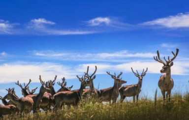 长颈鹿是鹿吗(长颈是鹿类生物)插图9 长颈鹿是鹿吗(长颈是鹿类生物)