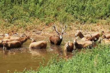 长颈鹿是鹿吗(长颈是鹿类生物)插图7 长颈鹿是鹿吗(长颈是鹿类生物)