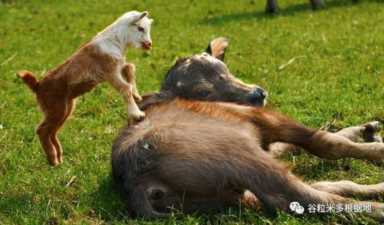 新疆人为什么不吃猪肉（新疆人为什么吃羊肉）