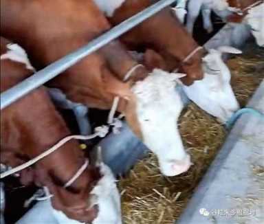 新疆人为什么不吃猪肉（新疆人为什么吃羊肉）