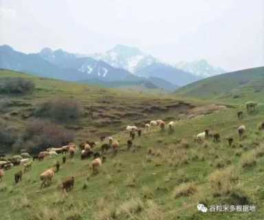 新疆人为什么不吃猪肉（新疆人为什么吃羊肉）