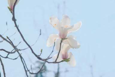 家里种什么果树招财（家里种什么树比较好）