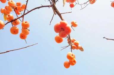 家里种什么果树招财（家里种什么树比较好）